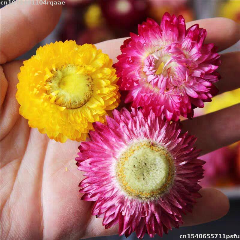 Candle Making Material Wholesale - Fleurs séchées 100% naturelles Bracteantha Bracteata