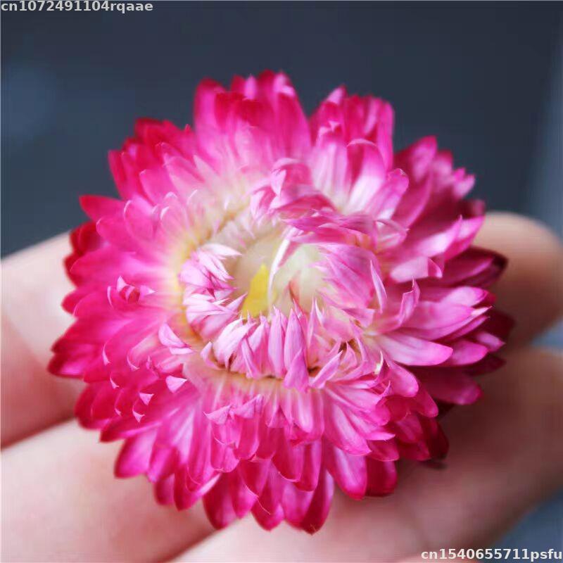 Fleurs séchées 100% naturelles - Candle Making Material Wholesale avis et prix